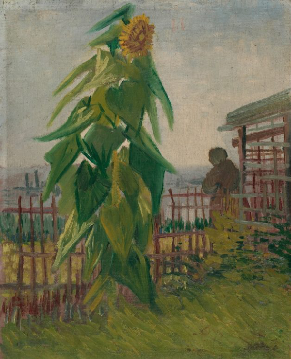 A tall sunflower in a field with a person standing in the background