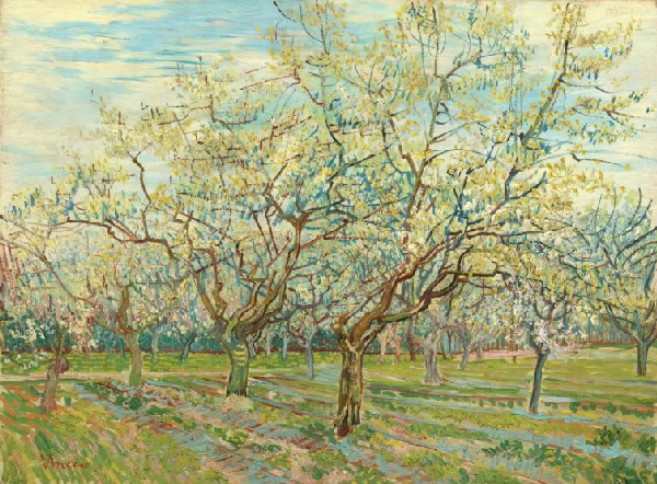 A row of blossom trees in a field